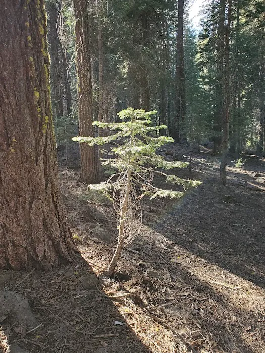 Domingo Spring Campground Picture 9