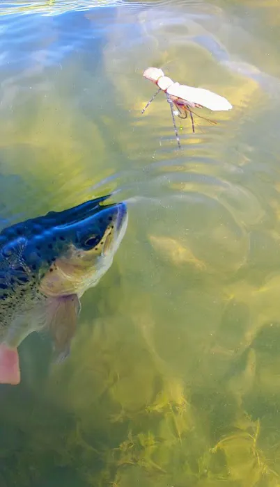 Ruby Creek Campground Picture 7