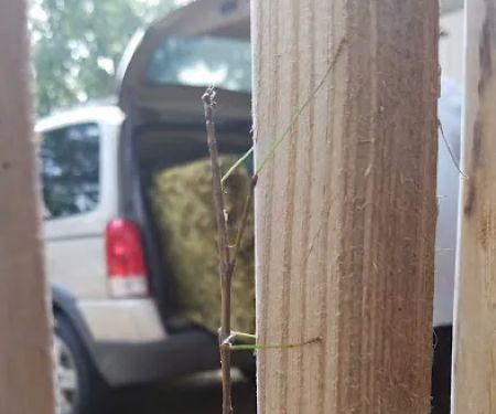 Maple Island Estates