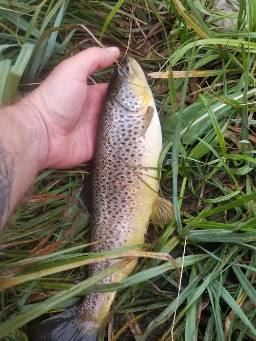 Madison River Campground Picture 10
