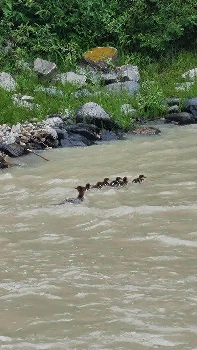 Moose Creek Flat Campground Picture 4