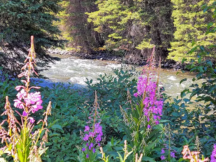 Moose Creek Flat Campground Picture 8