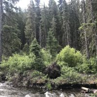 Swan Creek Campground ico