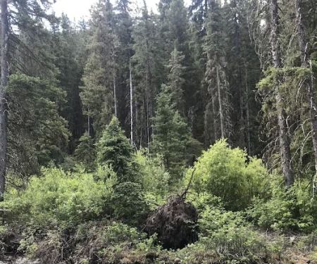 Swan Creek Campground