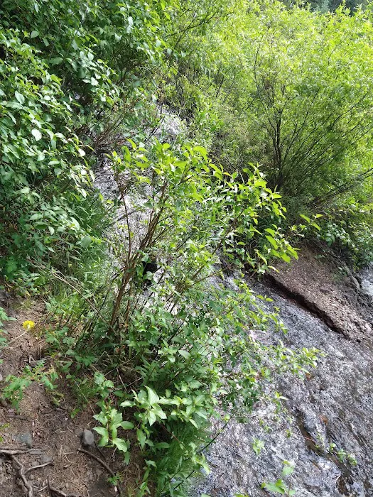 Swan Creek Campground Picture 9