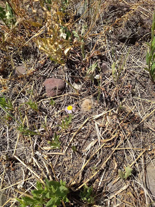 Swan Creek Campground Picture 10