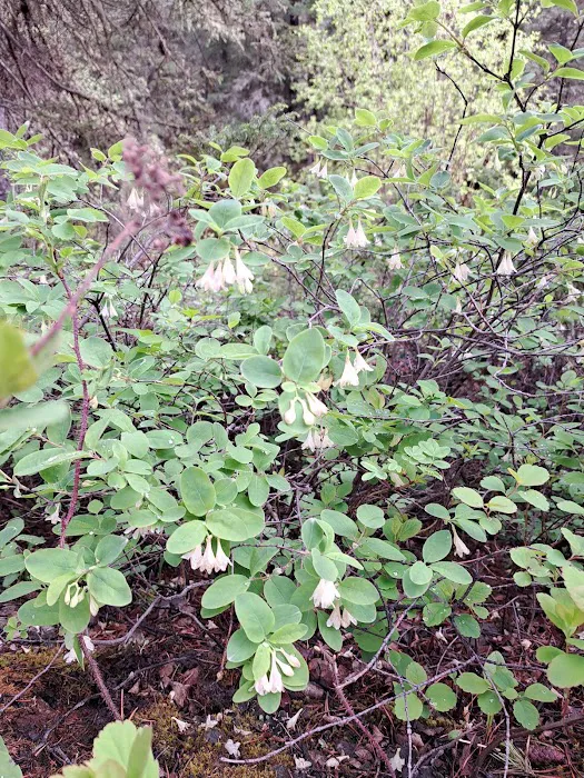 Swan Creek Campground Picture 8