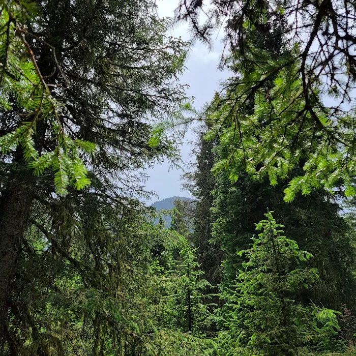 Lower Hyalite Group Campground Picture 5