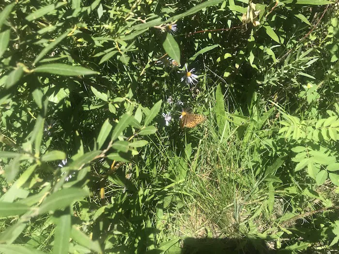 Red Cliff Campground Picture 7