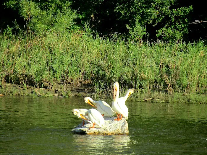 Toston Dam Campground Picture 6