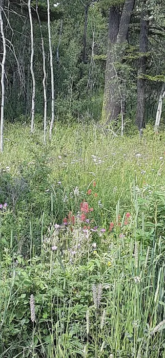 Skidway Campground Picture 5