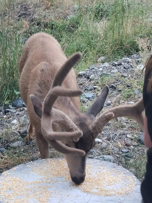 Wallowa Lake State Park - E loop Picture 2