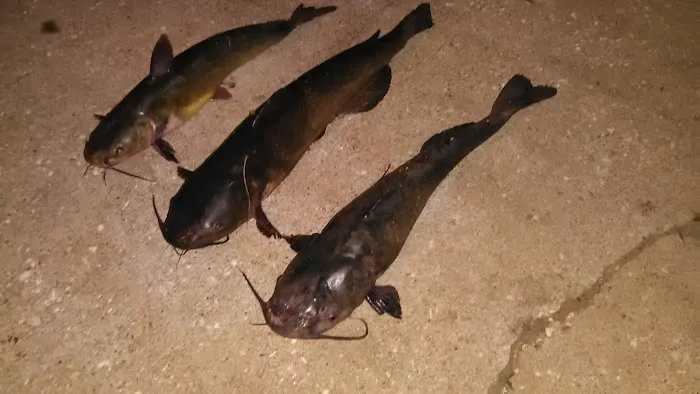 Capital Mobile Home Park Picture 5