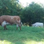 Duckers Mobile Home Park