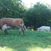 Duckers Mobile Home Park ico