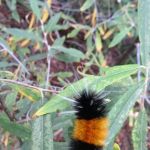 Sage Hen Creek Campground