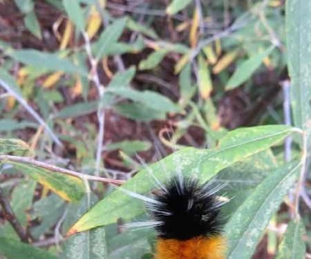 Sage Hen Creek Campground