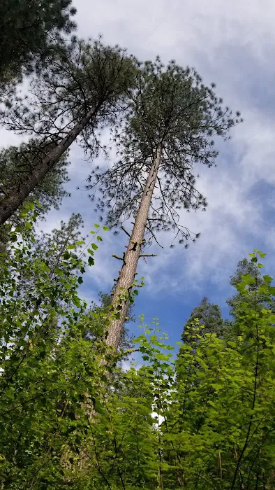 Ten Mile Campground Picture 3