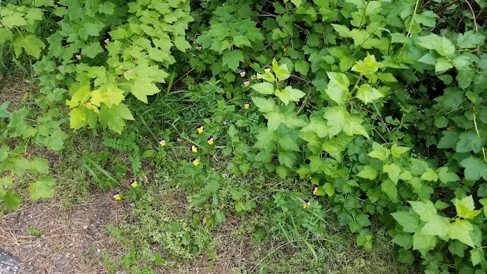 Ten Mile Campground Picture 5