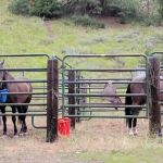 Willow Creek Transfer Camp