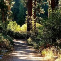 Bird Creek Campground ico