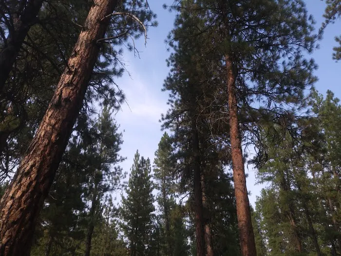 Chaparral Campground Picture 8