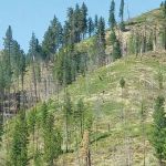 Baumgartner Campground