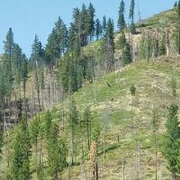 Baumgartner Campground ico