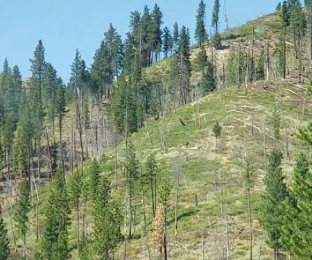 Baumgartner Campground