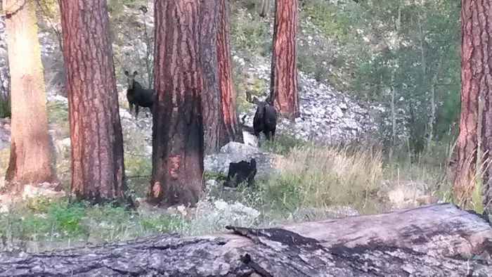 Baumgartner Hot Springs Picture 1