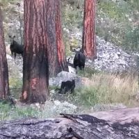 Baumgartner Hot Springs ico