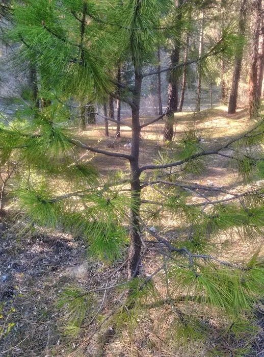 Troutdale Campground Picture 8