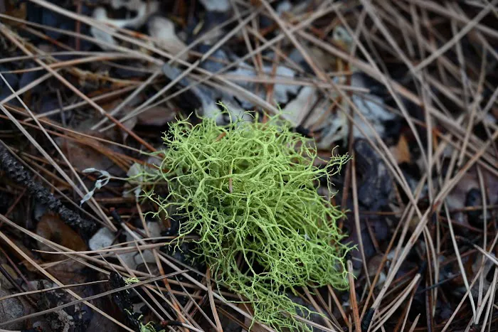 Idaho City Picture 3