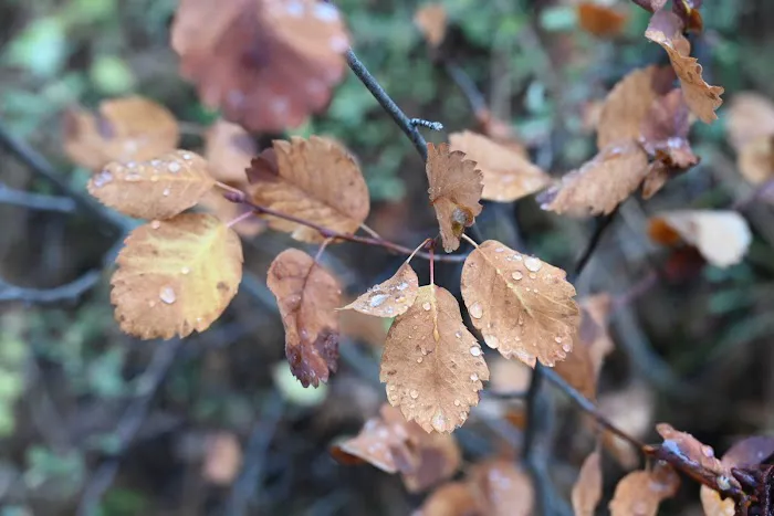 Idaho City Picture 1