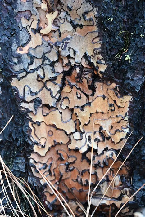 Idaho City Picture 10