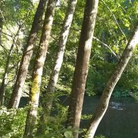 Scott Flat Campground ico