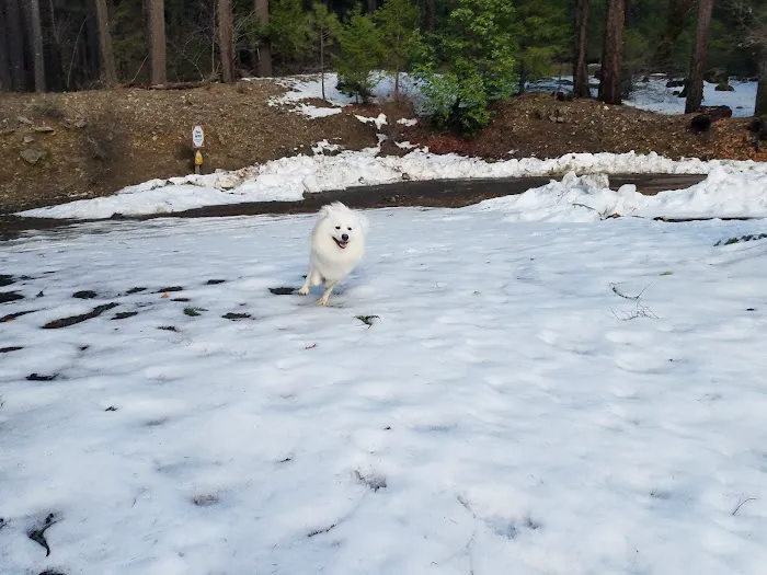 Forest Glen Campground Picture 4