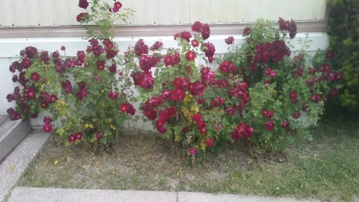 Lapeer Meadows Picture 6