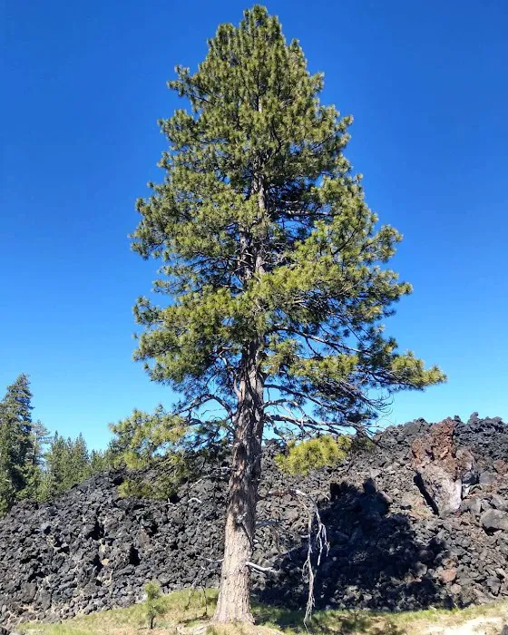 Warner Creek Campground Picture 4