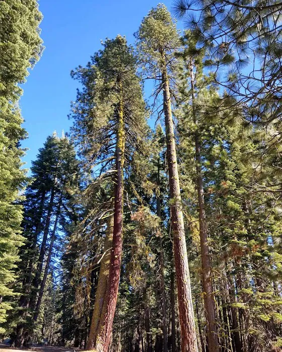 Warner Creek Campground Picture 2