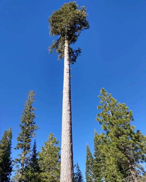 Warner Creek Campground Picture 3