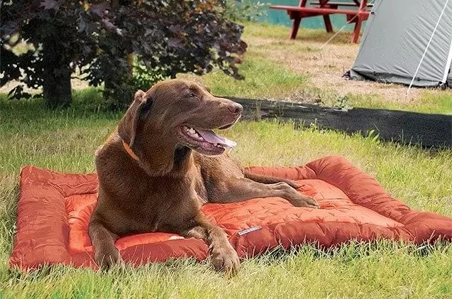 How to Manage Pet Allergies While Camping: Practical Tips for a Comfortable Outdoor Experience