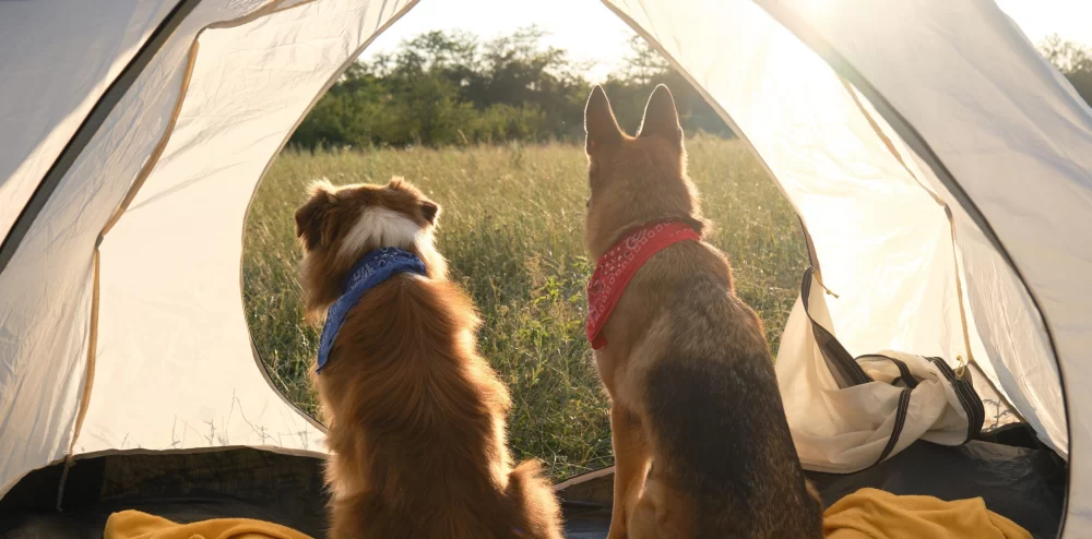 Camping with Pets: Common Challenges and Solutions for a Safe Outdoor Adventure