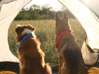 Camping with Pets: Common Challenges and Solutions for a Safe Outdoor Adventure