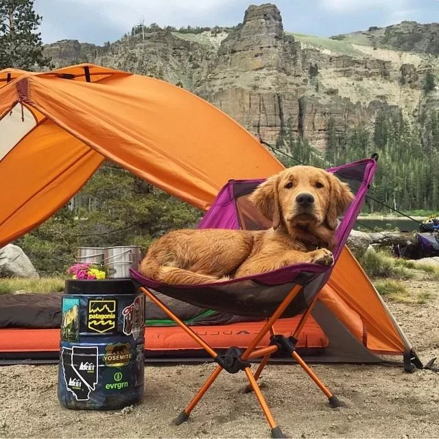 How to Train Your Pet for Camping Adventures: Essential Tips for a Safe Outdoor Experience