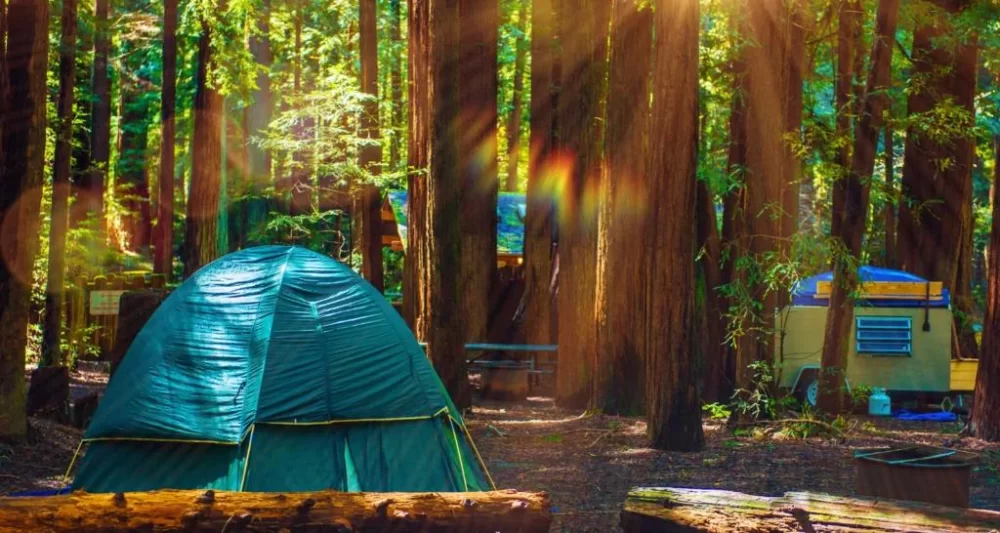 Best Camping Spots for Wildlife Photography: Top Locations and Expert Tips