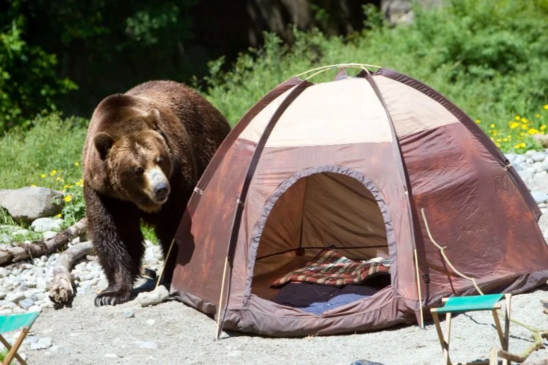 How to Protect Your Food from Bears While Backpacking