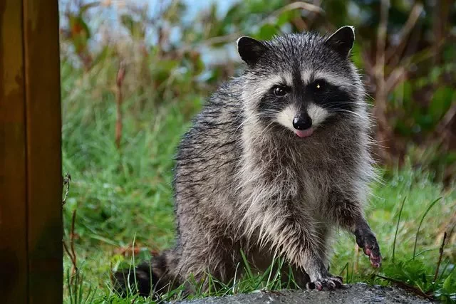 How to Prevent Raccoons and Other Animals at Your Campsite – Essential Tips