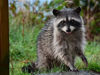 How to Prevent Raccoons and Other Animals at Your Campsite – Essential Tips