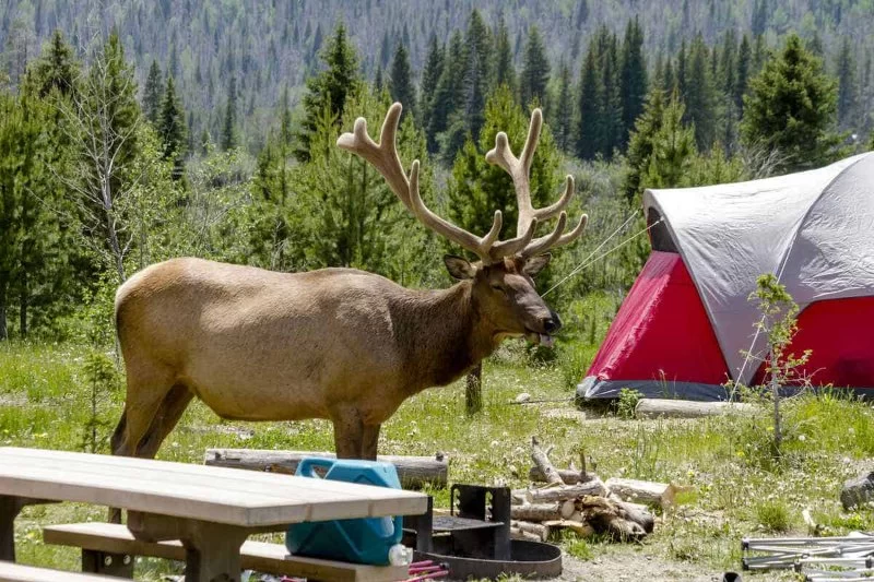 How to Plan a Camping Trip Around Rare Wildlife Sightings Like Elk Migration